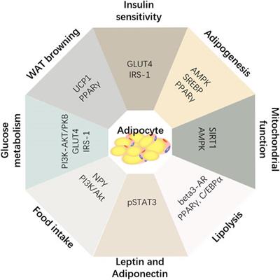 Effect of Panax notoginseng Saponins and Major Anti-Obesity Components on Weight Loss